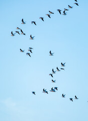 A flock of birds flies in the blue sky. Awakening of nature in spring, free flight. A flock of small birds in flight against a blue sky with clouds.