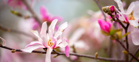 Obraz premium Blooming magnolia in spring. Beautiful buds of pink flowers close-up with blurred space for text.