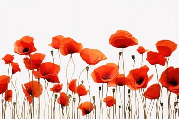 Fototapeta premium Closeup of a vibrant field of poppies swaying in the wind with soft sunlight isolated on white background