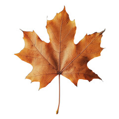 Obraz premium yellow maple leaf