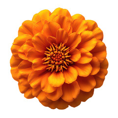 orange marigold flower isolated on transparent background