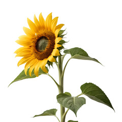 A sunflower reaching for the sun on a transparent background PNG  