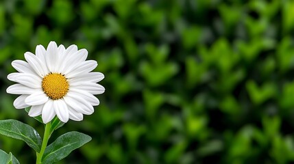 Fototapeta premium Close up of a single white flower with green leaves, set against a softly blurred background of lush green foliage. The flower is in sharp focus