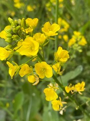 flowers,plants,nature,white,mix color,color