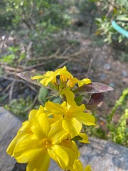 flowers,plants,nature,white,mix color,color