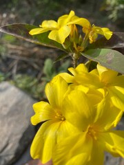 flowers,plants,nature,white,mix color,color