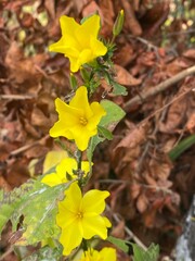 flowers,plants,nature,white,mix color,color