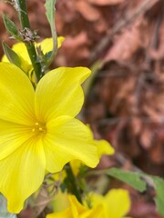 flowers,plants,nature,white,mix color,color