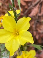 flowers,plants,nature,white,mix color,color