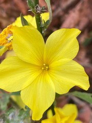 flowers,plants,nature,white,mix color,color