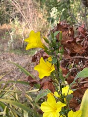 flowers,plants,nature,white,mix color,color