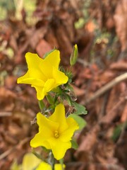 flowers,plants,nature,white,mix color,color
