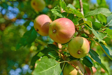 Agriculture, growth and organic apples in nature, on tree outdoor for farming or sustainability. Crops, harvest and orchard with fruit growing in countryside for eco friendly or net zero agribusiness