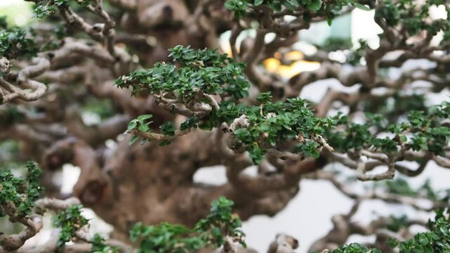 Close up of bonsai branches.
