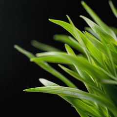 Fototapeta premium A stunning macro shot of fresh green grass on dark background. 