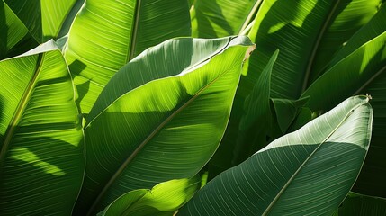 shadows banana leaves background