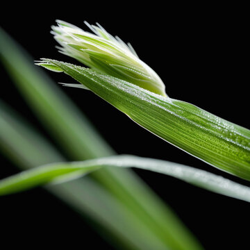 Fototapeta A macro shot of a young green spikelet against a dark background. Ideal for botanical, agricultural, and ecological themes.