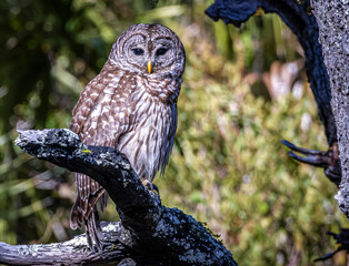 Terry Nunn Nature Wildlife Landscape Photography