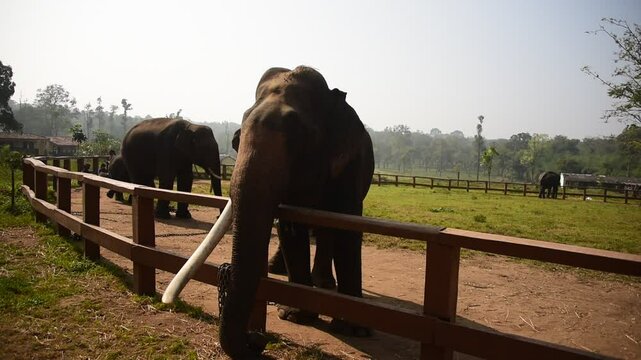 Dubare elephant camp, Rangasamudra , Coorg, Karnataka, India