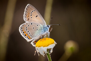 Elegant Butterfly macro on plant