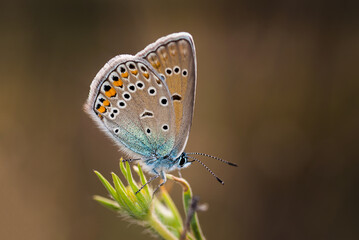Elegant Butterfly macro on plant