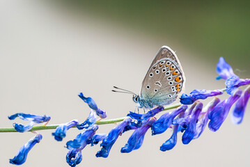 Elegant Butterfly macro on plant