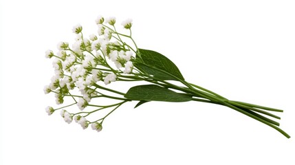 Fototapeta premium Close up of a bunch of small white flowers with green stems and leaves, set against a plain white background. The flowers are clustered together