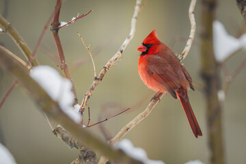 Terry Nunn Nature Wildlife Landscape Photography