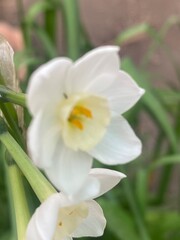 flowers,plants,nature,white,mix color,color
