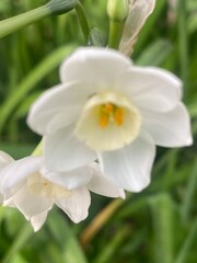 flowers,plants,nature,white,mix color,color