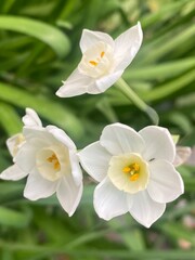 flowers,plants,nature,white,mix color,color