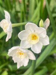flowers,plants,nature,white,mix color,color