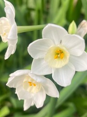 flowers,plants,nature,white,mix color,color