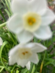 flowers,plants,nature,white,mix color,color