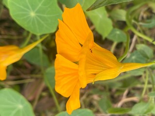 flowers,plants,nature,white,mix color,color