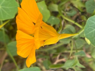 flowers,plants,nature,white,mix color,color