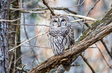 Terry Nunn Nature Wildlife Landscape Photography