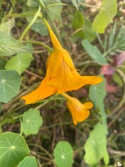 flowers,plants,nature,white,mix color,color