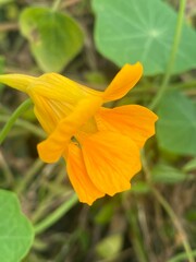 flowers,plants,nature,white,mix color,color