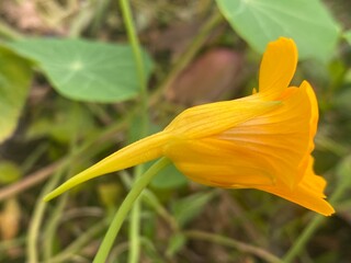 flowers,plants,nature,white,mix color,color