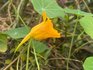 flowers,plants,nature,white,mix color,color