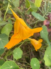 flowers,plants,nature,white,mix color,color