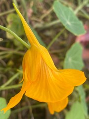 flowers,plants,nature,white,mix color,color