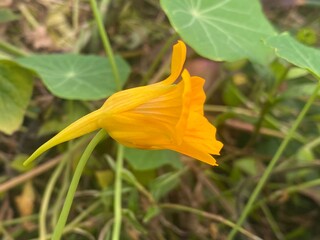 flowers,plants,nature,white,mix color,color