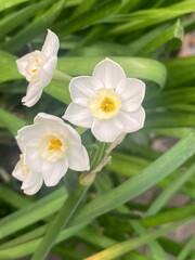 flowers,plants,nature,white,mix color,color