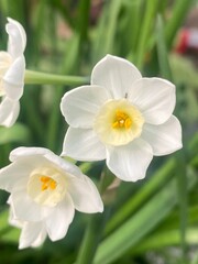 flowers,plants,nature,white,mix color,color