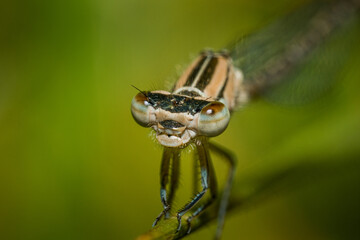 Mantis macro detail shot on plant