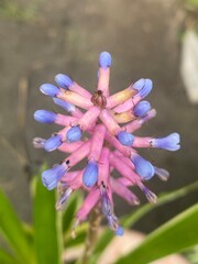 flowers,plants,nature,white,mix color,color