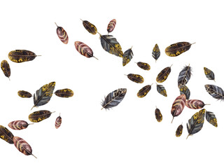 butterfly on a white background