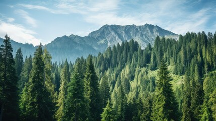 Fototapeta premium altitude mountain tree line